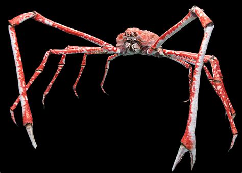 crap wikipedia|Crab .